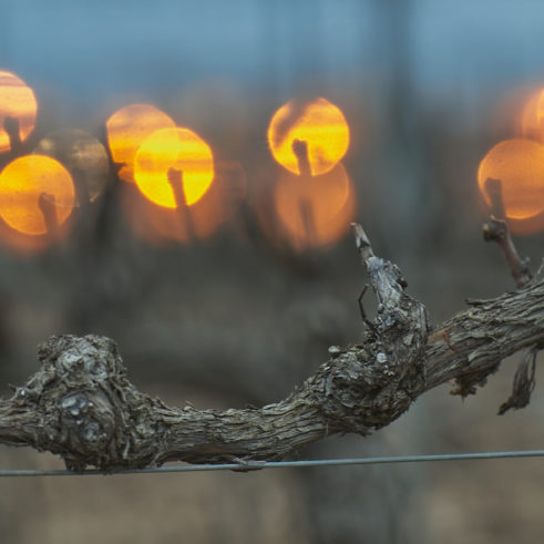 Ganadora Categoria Viñas Fotovino 2022 | Malón de Echaide